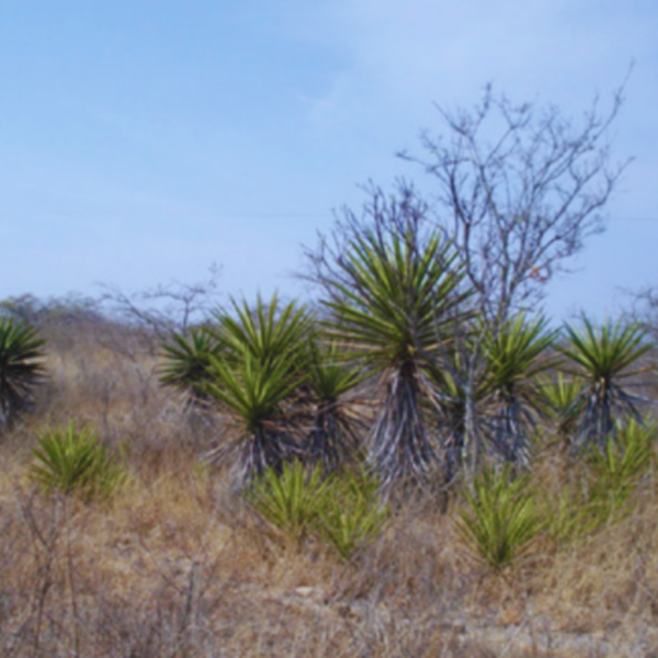 Land Opportunity 8 600x600